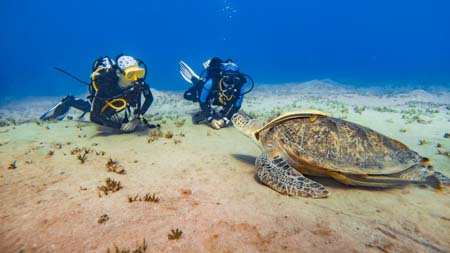 Unlimited House Reef Diving